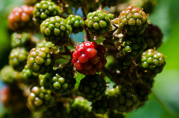 green berries of a blackberry