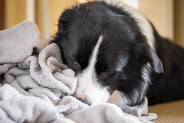 Dog kneading, chewing grey blanket. Border Collie puppy nibbles and sucks soft fluffy grey bedding.