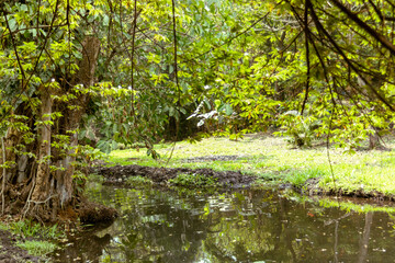 Naturaleza boscosa y un arroyo