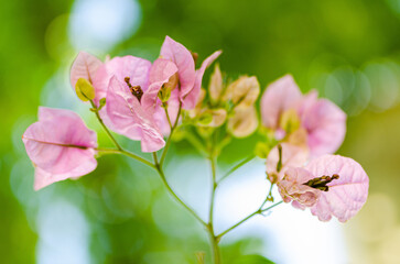 Bougainvillea pink flowers closeup