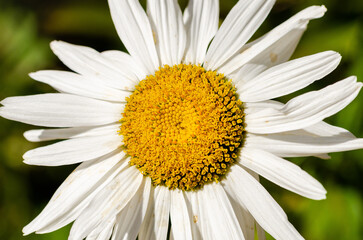 white daisy flower closeup
