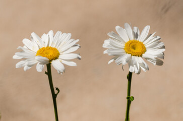 daisies on a brown background