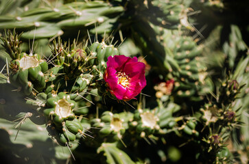 cactus pink flower