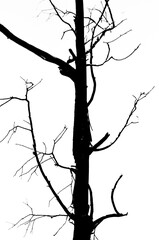 Silhouette of a dead tree
