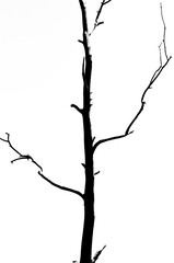 Silhouette of a dead tree