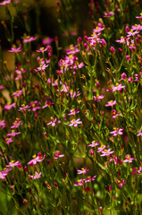 Close up of a bunch of tiny pink flowers