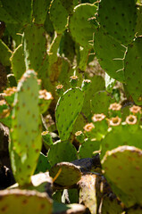Texture of a prickly pear