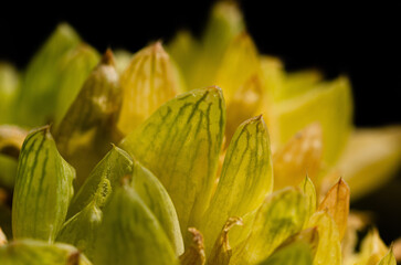 Close up of a succulent