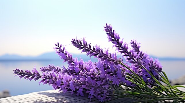 lavender flowers at sunset  high definition(hd) photographic creative image