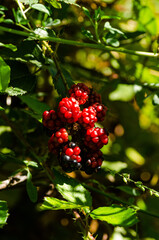 red cranberries on a bush