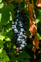 close up of red grapes on vine