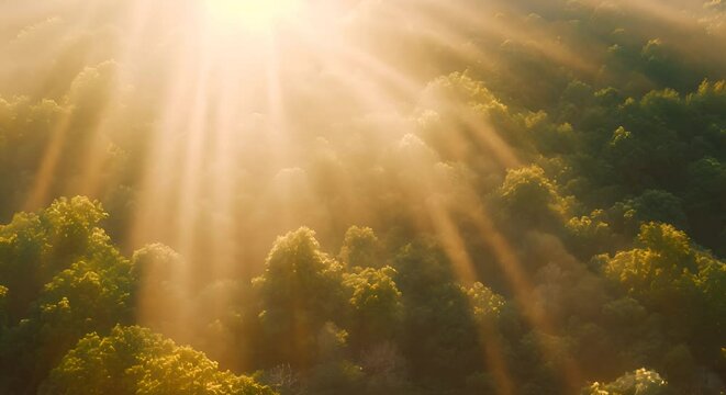 Majestic Woodland at Sunrise. Aerial Photograph with Light Rays coming through Trees 