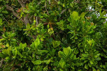 Obraz premium Green leaves pattern background