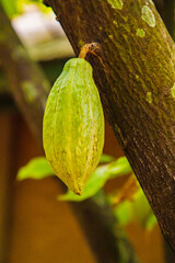 ripe cacao pod hanging on the tree in cacoa plantation