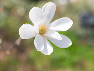 Mixed colorful flowers Nature background
