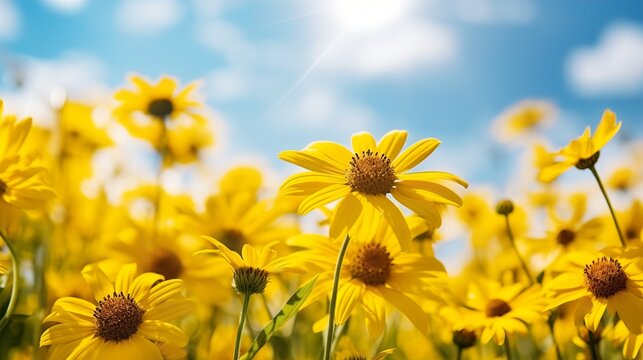 field of sunflowers   high definition(hd) photographic creative image