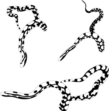 corn snake illustrated on a white background
