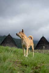 Dogs guard the remote and mysterious village of Wae Rebo, Indonesia