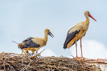White storks nesting at Croatian village Cigoc