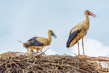 White storks nesting at Croatian village Cigoc