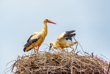 White storks nesting at Croatian village Cigoc