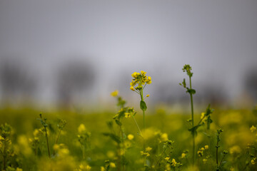 Obraz premium 대저 유채꽃