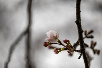 Cherryblossom