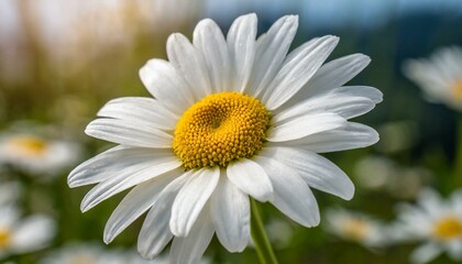Fototapeta premium A delicate close-up of a daisy blossom, capturing its pure white petals and sunny yellow 