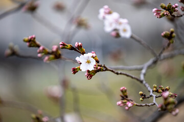 Cherryblossom