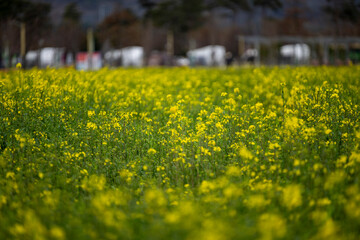 Obraz premium 양산 황산공원 유채꽃