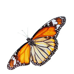 Butterfly isolated on white, transparent background, PNG, generative ai