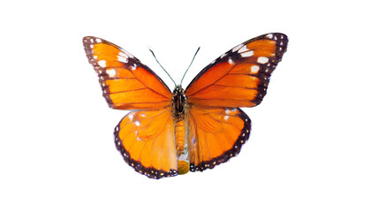 Butterfly isolated on white, transparent background, PNG, generative ai