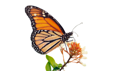 Butterfly on A Flower
