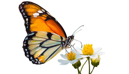 Fototapeta na wymiar Butterfly on A Flower