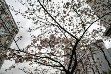 Cherryblossom in Myung-ji