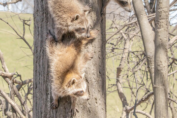 Raccoon  climbing a tree