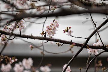 Cherryblossom in Myung-ji