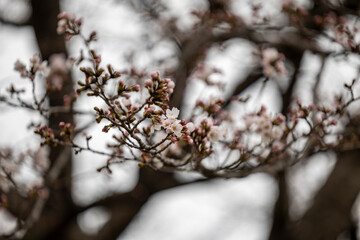 Cherryblossom in Myung-ji