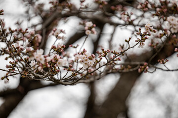 Cherryblossom in Myung-ji