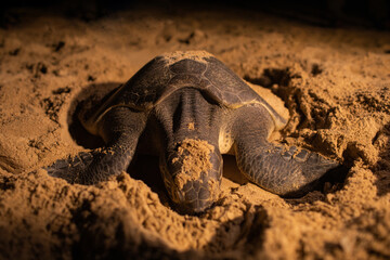 Sea turtles hatch their eggs on the beach at night