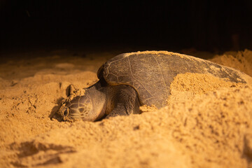 Sea turtles hatch their eggs on the beach at night