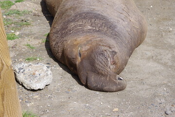 Elephant seal rookery on pacific coast