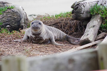 Elephant seal rookery on pacific coast