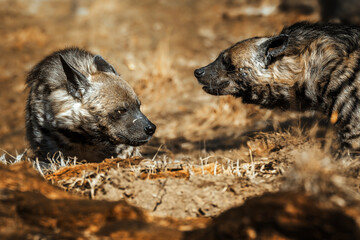 Striped hyena (Hyaena hyaena) with broad head and dark eyes