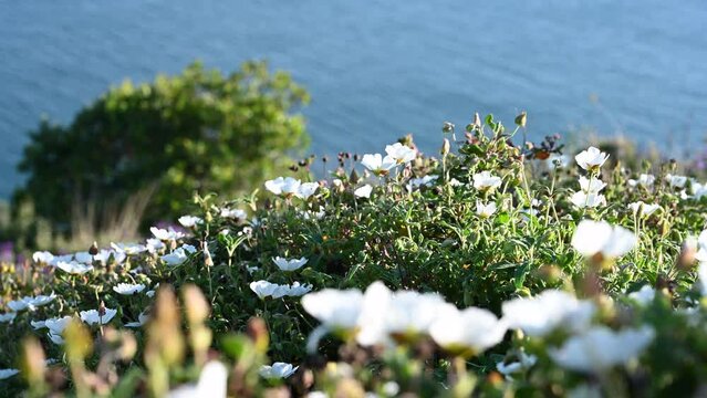 White flowers in the  spirng