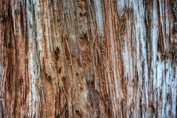 Obraz premium old tree bark texture