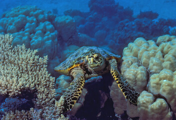 Hawksbill sea turtle swimming in lagoon, Diego Garcia, BIOT