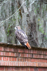 Red-tailed hawk on red brick wall in Gainesville, Florida