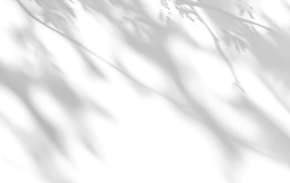 shadow overlay effect isolated on transparent. Transparent shadows and light from leaves and branches. Mockup of leaf shadow and lightning.	