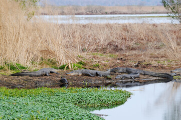 Alligators and Turtles on bank, Paynes Prairie, Gainesville, Florida